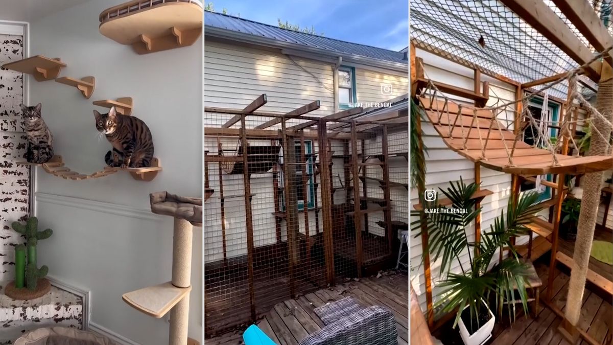 Kanaďanka proměnila část svého domu i terasy v jedno velké kočičí hřiště